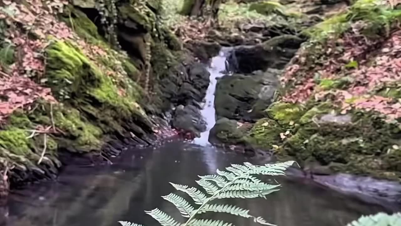 Ultimate Wild BBQ Feast | Fresh Fish, Juicy Kebabs & Nature’s Special Salad