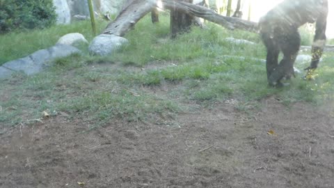 Bonobos intrigued by video on phone