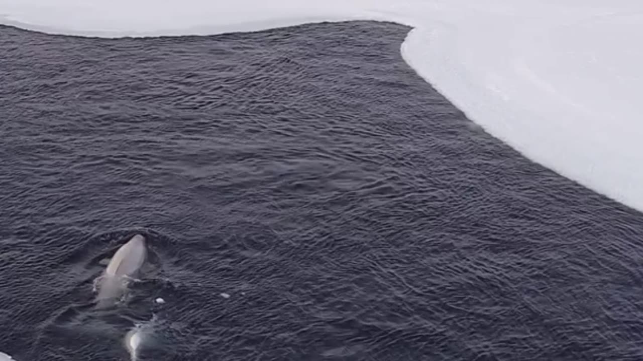 🐋🦄 Narwhals The Enchanting Unicorns of the Sea 🦄