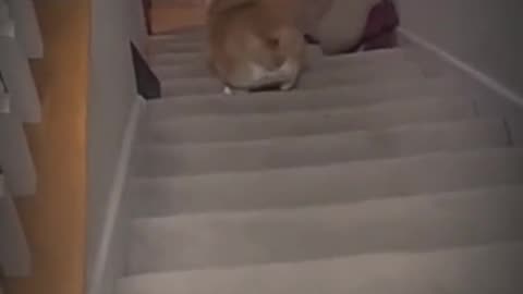 Pets That Will Make You Laugh 😂🐶 #Shorts