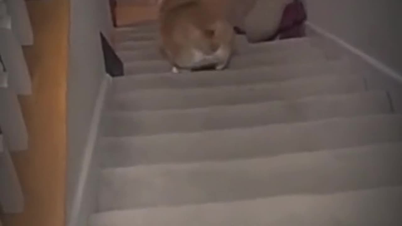 Pets That Will Make You Laugh 😂🐶 #Shorts