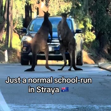 😂😂 welcome to Australia 🇦🇺 kangaroos diaries