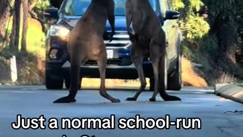 😂😂 welcome to Australia 🇦🇺 kangaroos diaries