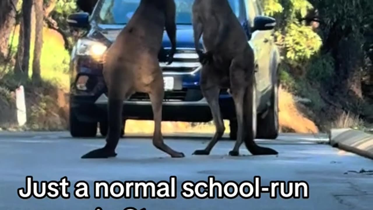 😂😂 welcome to Australia 🇦🇺 kangaroos diaries