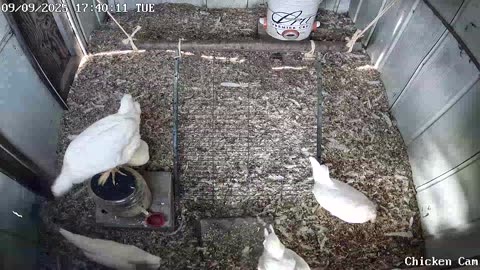 Millar Time Chicken Cam