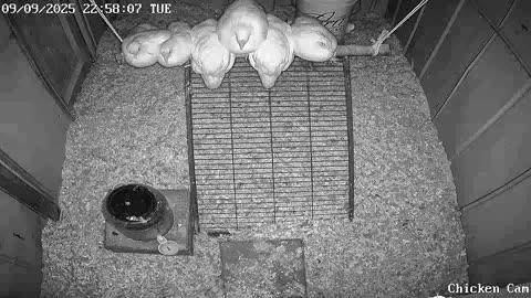 Millar Time Chicken Cam