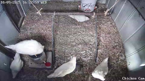 Millar Time Chicken Cam