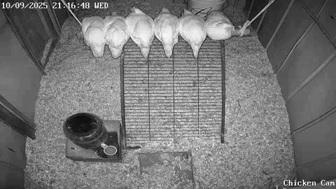 Millar Time Chicken Cam