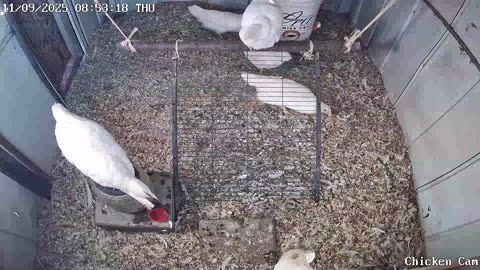 Millar Time Chicken Cam