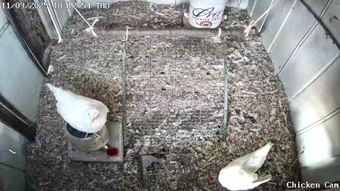 Millar Time Chicken Cam