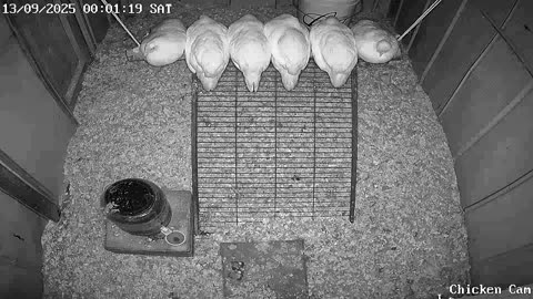 Millar Time Chicken Cam