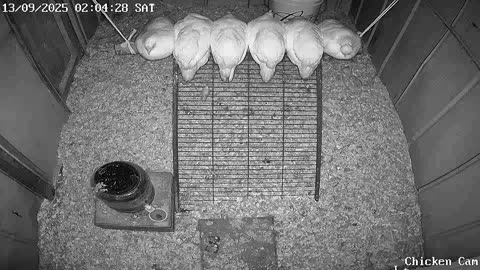 Millar Time Chicken Cam