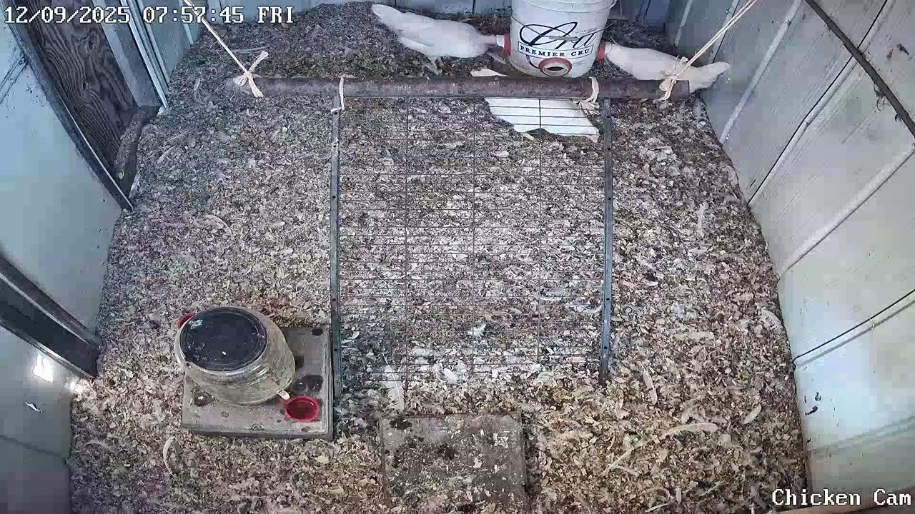 Millar Time Chicken Cam