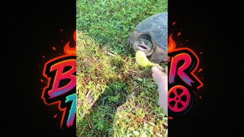 😂 🐢 "You Won't Believe These Turtle Reactions!"