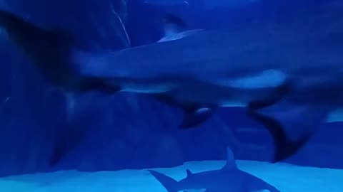 Hammer Head Shark #shark