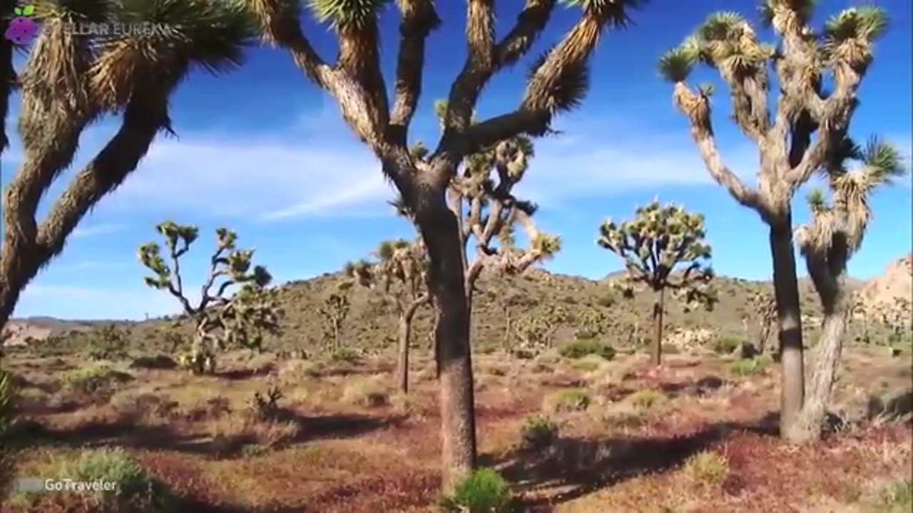 15 Trees - So Strange You Won’t Believe They Actually Exist