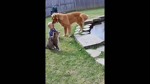 Dogs safe and care