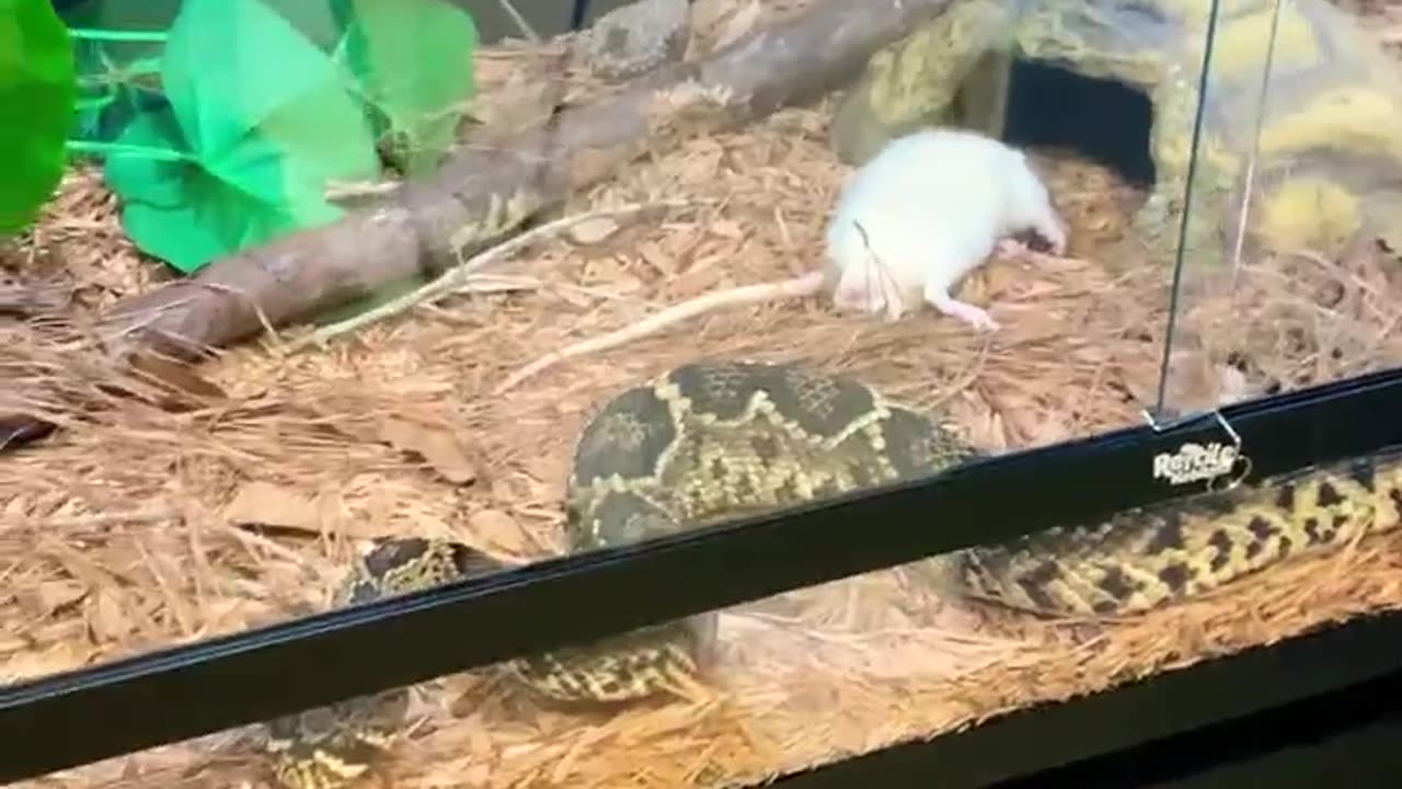 Massive Eastern Diamondback Rattlesnake