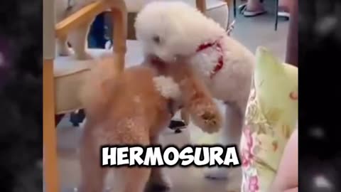 Una amistad única y verdadera la de estos cachorro