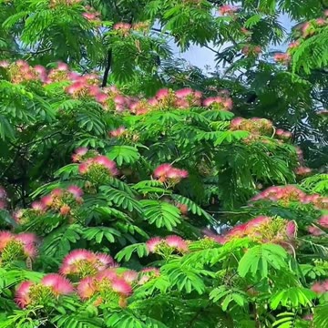 Bachpan l बचपन