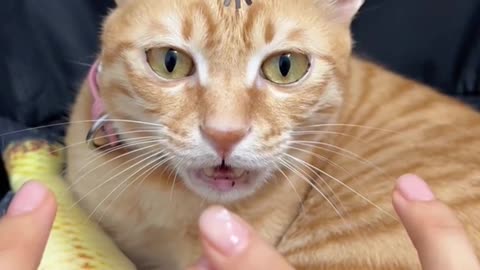 CAT TYRANNY: CLAWS OF THE EMPIRE