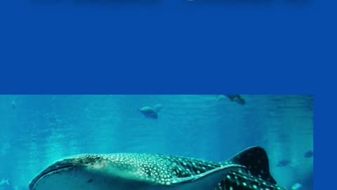 The Shark Quiz