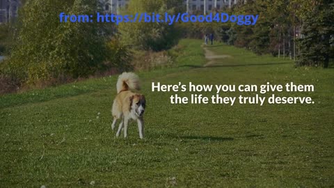 Special Needs Dogs – How to Care for Them with Love