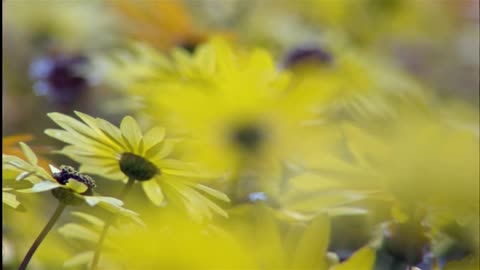 Planeta zem 7-Velke sire plane