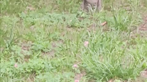 Cat staring.