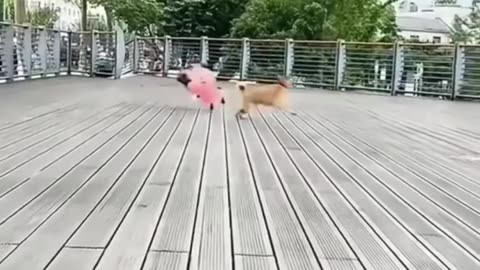 Funny animals