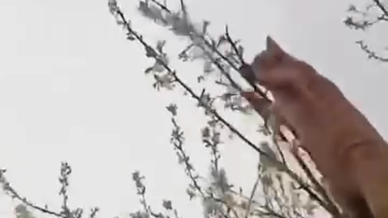 What will happen to the mouse, will ginger cat get the mouse?? anyone can guess.??