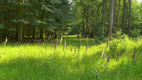 Reconnect with Nature: Morning Forest Bathing in Deep Woods