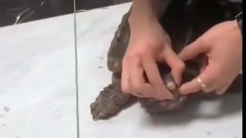 "Man Feeds Turtle, Gets Finger Bitten in Return! 🐢😅"#shorts