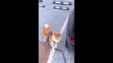 Funny cat