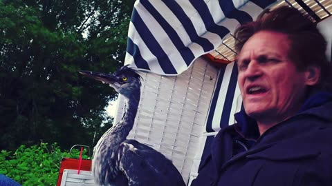 Heron Long Legs - a song about a bird