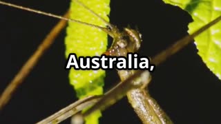🍃 Masters of Disguise The Enchanted Life of Leaf Insects 🌿🕵️‍♂️