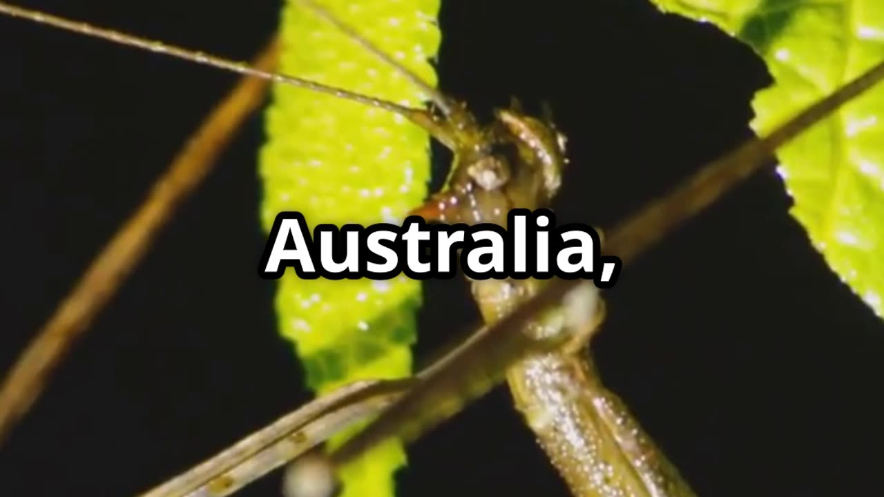 🍃 Masters of Disguise The Enchanted Life of Leaf Insects 🌿🕵️♂️