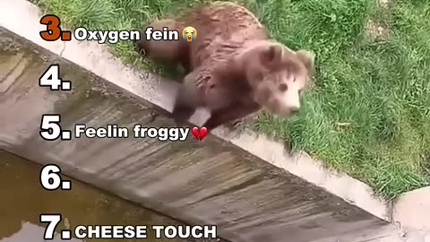funny animals