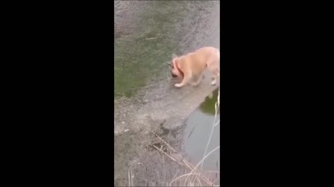 Funny Pet Video