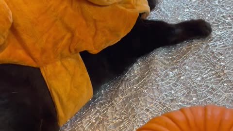 Black Cat Dressed Up As Thanksgiving Turkey