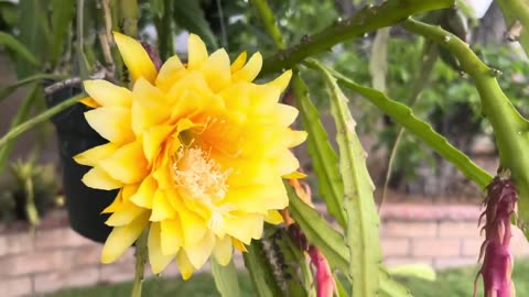 Epiphyllums June 2025