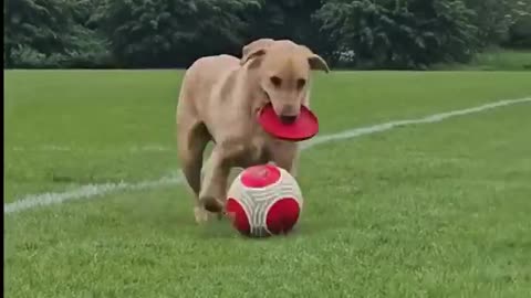 Footballer Dog