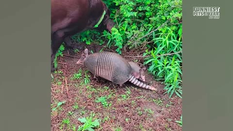 😂 Best Animal Videos of 2025 (So Far) – You Will Laugh!