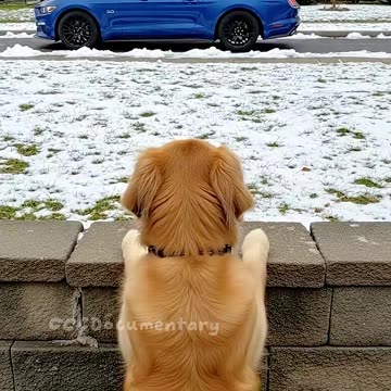 The smart dog teaches Bully a Lesson!