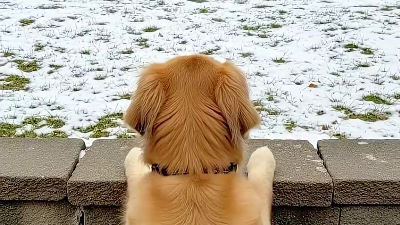 The smart dog teaches Bully a Lesson!