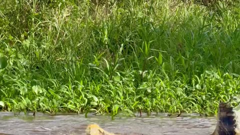 Jaguar Jumps From Tree Onto Swimming Alligator