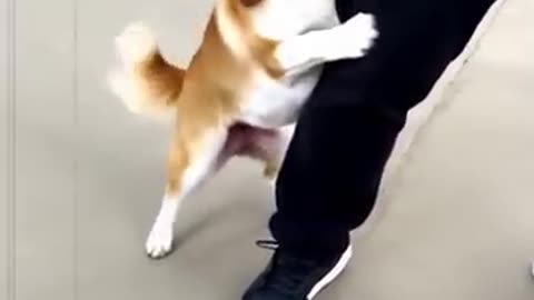 Hero Dog Saves Baby from Dangerous Drain Opening