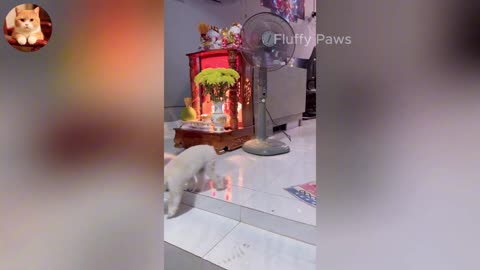 Laugh Out Loud Animals! 😂 _ Funniest Cats and Dogs of 2025 🐶😼 _ Part 4