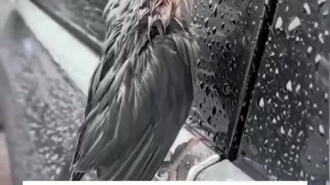 A adopted parrot