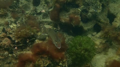 fishy close up 12 ns